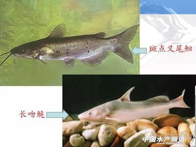收別人送的魚缸吉利嗎？風(fēng)水寓意、文化講究與實(shí)用建議，收別人送的魚缸吉利嗎？風(fēng)水寓意、文化講究與實(shí)用建議全解析
