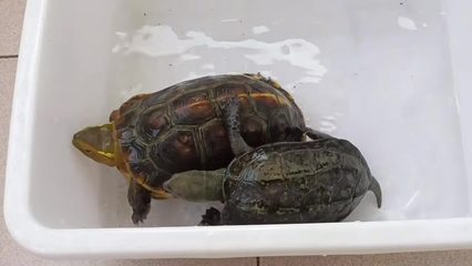 收別人送的魚(yú)缸好嗎？利弊分析與風(fēng)水考量，收別人送的魚(yú)缸好嗎？利弊與風(fēng)水影響全解析