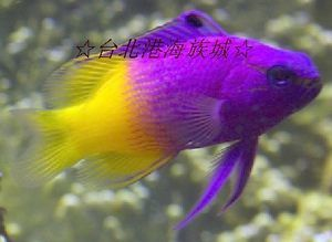 觀賞魚的店鋪名字怎么起好聽(tīng)（如何給觀賞魚店鋪起名字？）
