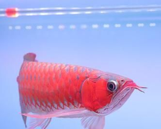 如何判斷金龍魚喜歡哪種餌料：如何判斷金龍魚最喜歡哪種餌料