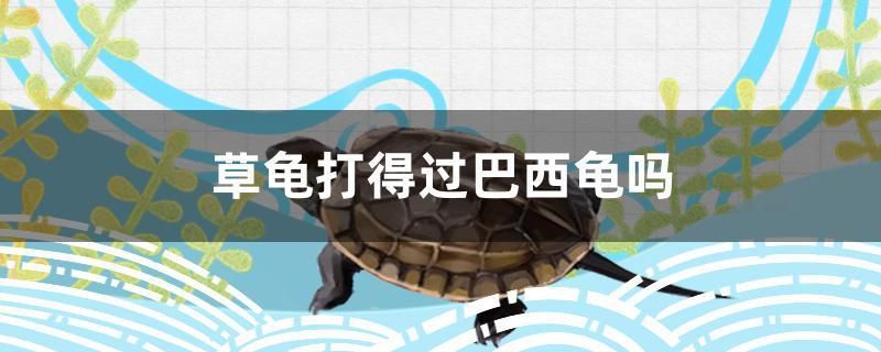 草龜打得過巴西龜嗎