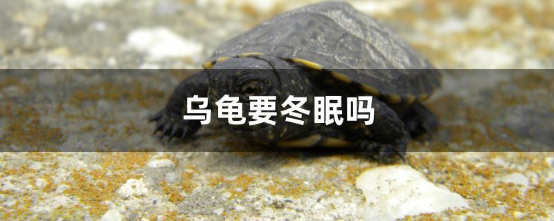 鞍山龍魚魚廠電話地址（鞍山海水魚店） 鞍山龍魚魚廠電話地址（鞍山海水魚店） 全國水族館企業名錄 第2張