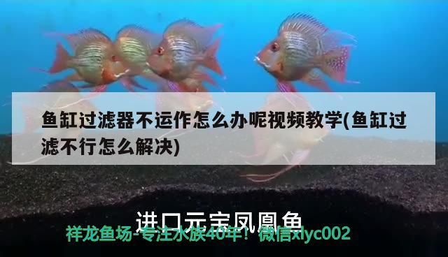 魚缸過濾器不運作怎么辦呢視頻教學(魚缸過濾不行怎么解決)