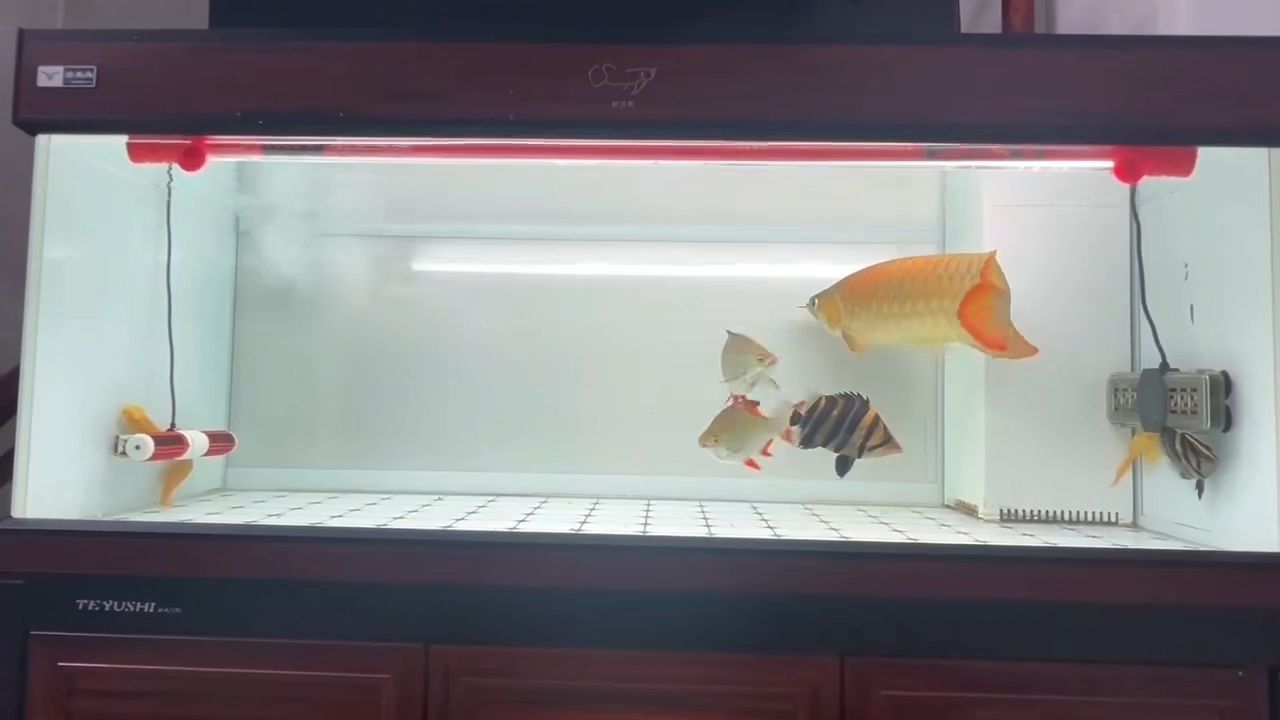 紅龍魚真的變紅了[ciya][ciya][ciya]