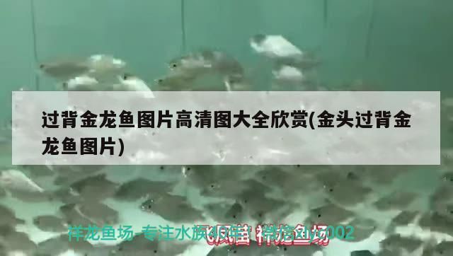 過(guò)背金龍魚(yú)圖片高清圖大全欣賞(金頭過(guò)背金龍魚(yú)圖片) 過(guò)背金龍魚(yú)圖片高清圖大全欣賞(金頭過(guò)背金龍魚(yú)圖片) 金龍魚(yú)百科