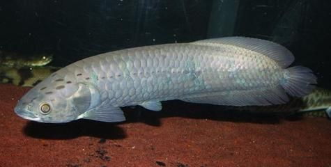 龍魚能不能吃紅蟲：龍魚可以吃紅蟲嗎 龍魚能不能吃紅蟲：龍魚可以吃紅蟲嗎 紅龍魚百科 第1張