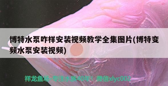 博特水泵咋樣安裝視頻教學全集圖片(博特變頻水泵安裝視頻) 博特水泵咋樣安裝視頻教學全集圖片(博特變頻水泵安裝視頻) 博特水族