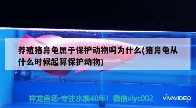 養殖豬鼻龜屬于保護動物嗎為什么(豬鼻龜從什么時候起算保護動物) 養殖豬鼻龜屬于保護動物嗎為什么(豬鼻龜從什么時候起算保護動物) 豬鼻龜百科