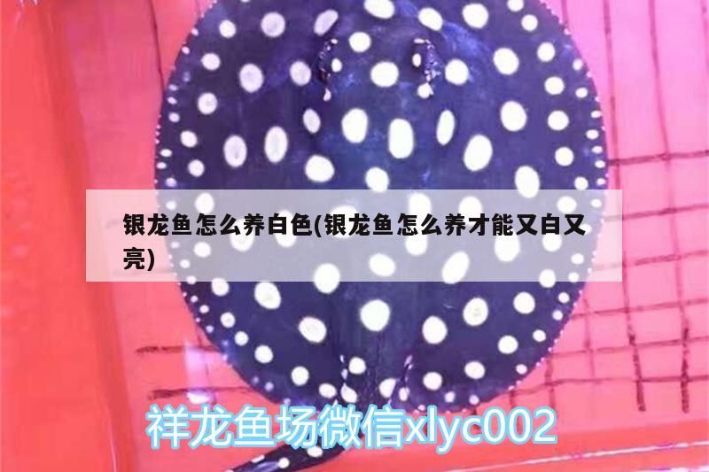 銀龍魚怎么養白色(銀龍魚怎么養才能又白又亮)