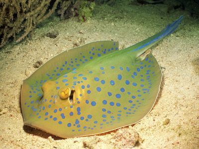 被魟魚扎了會死嗎：被魟魚扎了是否會致命 被魟魚扎了會死嗎：被魟魚扎了是否會致命 魟魚百科 第1張