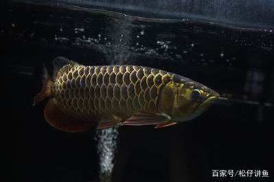 被魟魚扎了會死嗎：被魟魚扎了是否會致命 被魟魚扎了會死嗎：被魟魚扎了是否會致命 魟魚百科 第3張