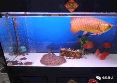 被魟魚扎了會死嗎：被魟魚扎了是否會致命 被魟魚扎了會死嗎：被魟魚扎了是否會致命 魟魚百科 第2張