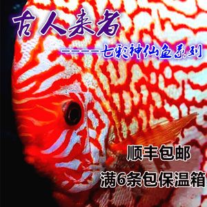 世界上最聰明的魚，探索魚類智慧的奧秘，揭秘世界上最聰明的魚，探索魚類智慧的驚人奧秘