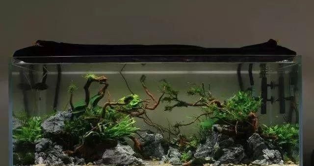 50的魚缸怎么造景：50厘米魚缸造景-棲木草缸造型教程