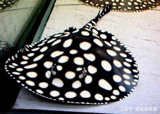 魟魚在缸底急游亂竄：魟魚急游亂竄是什么原因