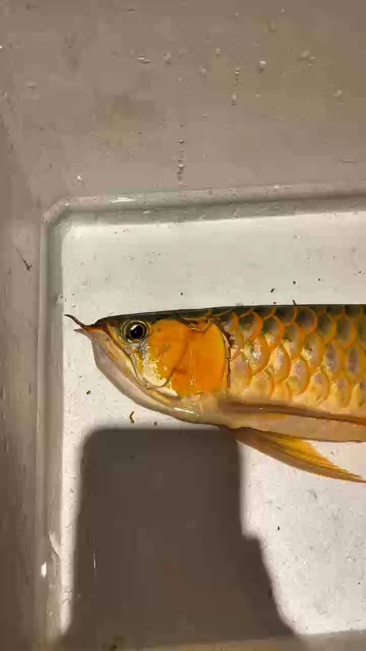 翻腮動手 翻腮動手 龍魚論壇