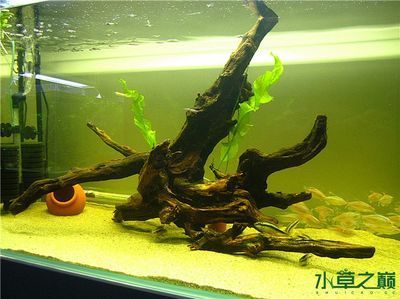 35厘米魚缸造景圖片及價格：對不起，我無法提供實時的魚缸造景圖片及價格信息