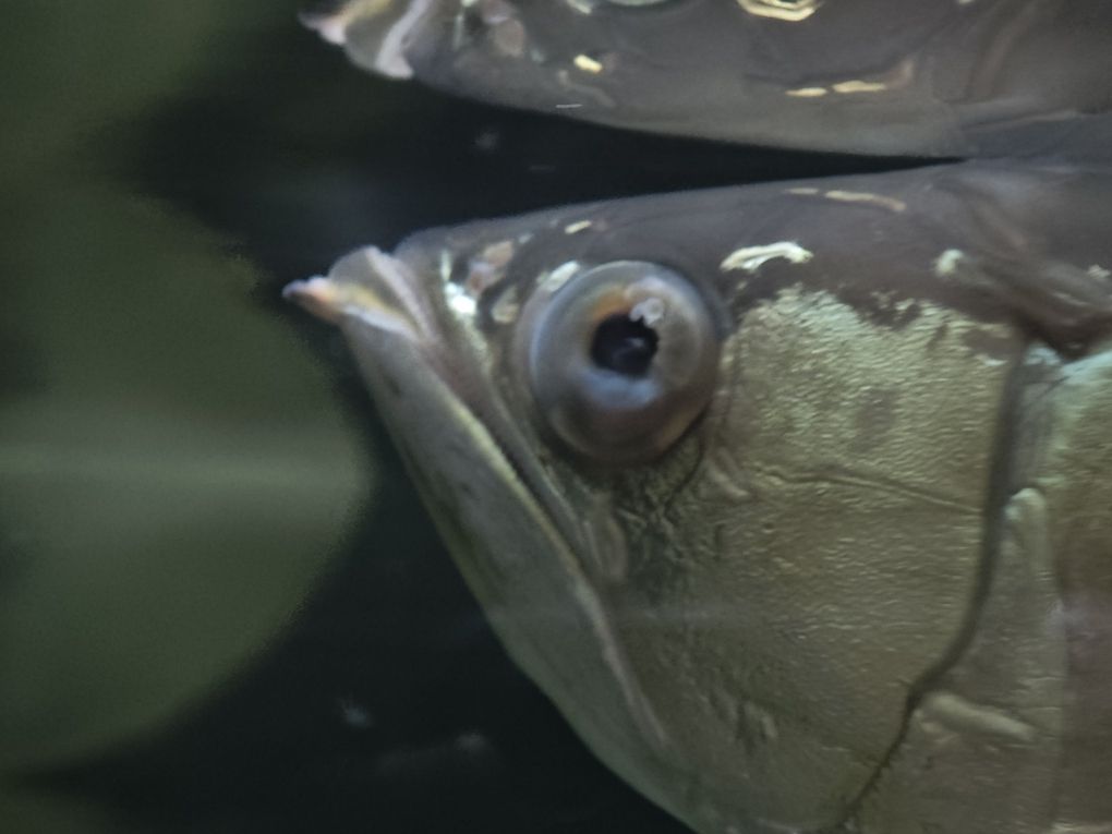 龍魚蒙眼
