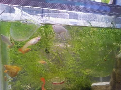 黑魚缸背景什么顏色好（黑魚缸背景什么顏色好看）