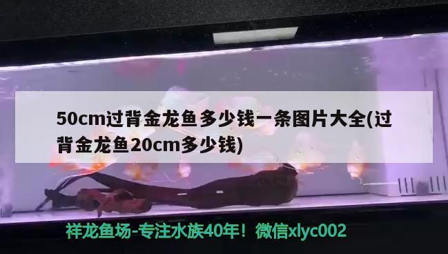 50cm過背金龍魚多少錢一條圖片大全(過背金龍魚20cm多少錢)