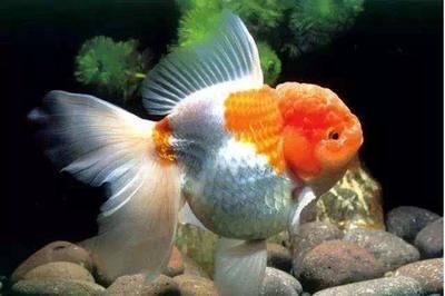 十種招財綠植，讓你的家居風水旺財又旺運，10種招財綠植，家居風水旺財旺運必選