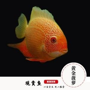 虎魚斷紋是什么樣子：虎魚斷紋具體表現(xiàn)形式可能有多種