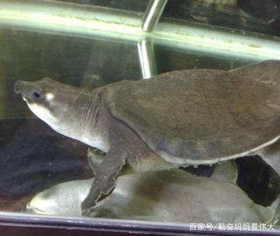 豬鼻龜身上爛了怎么辦：豬鼻龜爛甲腐皮怎么辦