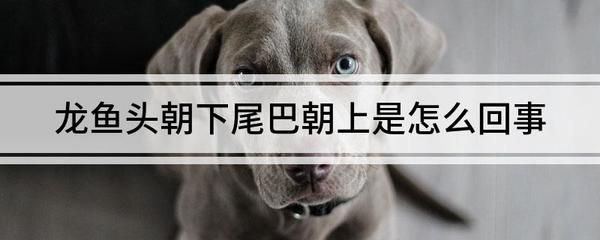 龍魚突然頭朝下尾巴朝上游