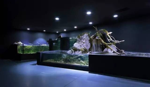 水族館干啥的啊（水族館在環保宣傳中的作用） 水族館干啥的啊（水族館在環保宣傳中的作用） 水族館百科（水族館加盟） 第1張