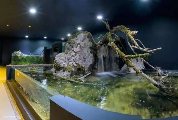 水族館干啥的啊（水族館在環保宣傳中的作用） 水族館干啥的啊（水族館在環保宣傳中的作用） 水族館百科（水族館加盟） 第3張