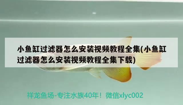 金龍魚級別排位（金龍魚等級排行）