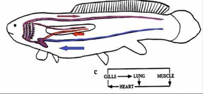 十條魚的寓意和象征，從文化到哲學(xué)的深層解讀，十條魚的寓意與象征，跨越文化與哲學(xué)的深度解析