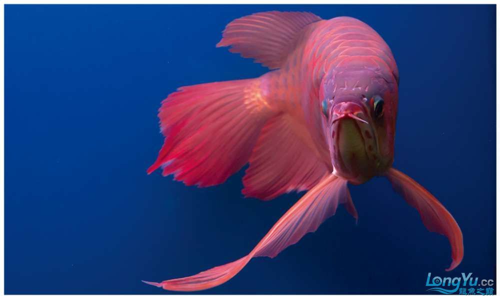 紅龍魚和元寶鳳凰混養好嗎