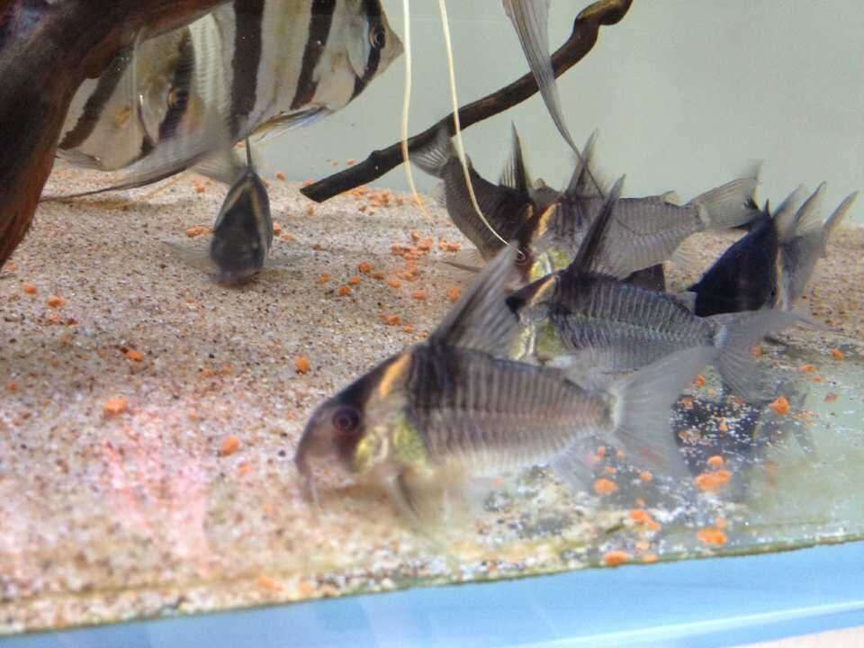 10種最耐養冷水觀賞魚：10種最耐養的冷水觀賞魚，耐養的冷水觀賞魚是最常見的