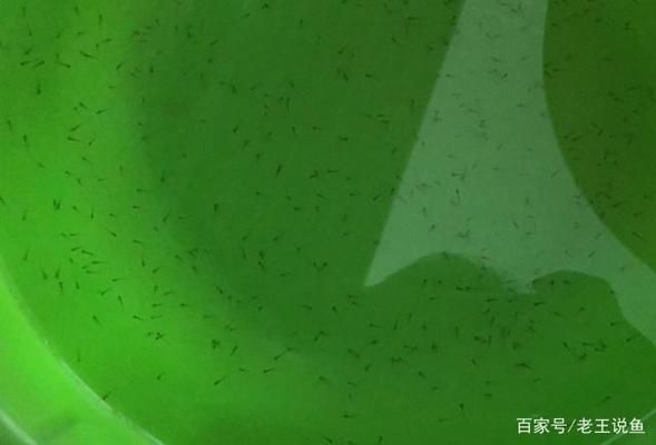 十間魚吉利嗎？探索十間魚的風(fēng)水寓意與養(yǎng)殖價值，十間魚的風(fēng)水寓意與養(yǎng)殖價值全解析 十間魚吉利嗎？探索十間魚的風(fēng)水寓意與養(yǎng)殖價值，十間魚的風(fēng)水寓意與養(yǎng)殖價值全解析 龍魚百科 第2張