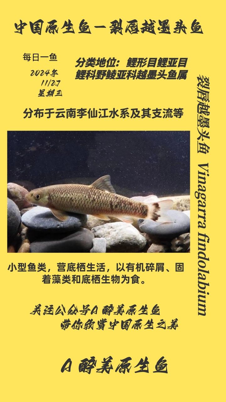 裂唇越墨頭魚