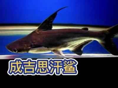 十二時(shí)辰甲子對(duì)照表，揭秘古代時(shí)間與天干地支的智慧，古代時(shí)間密碼，十二時(shí)辰與甲子天干地支對(duì)照全解析