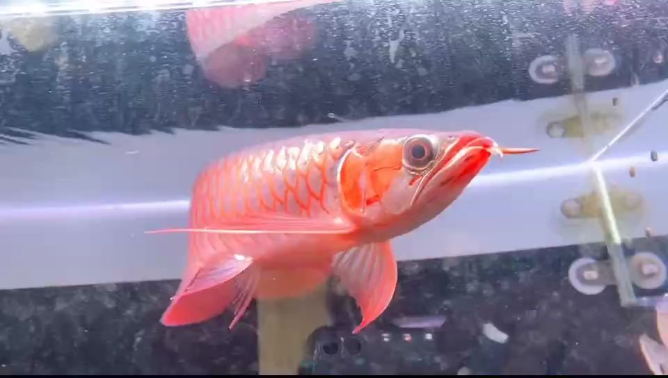 看會魚，溫度慢慢回暖