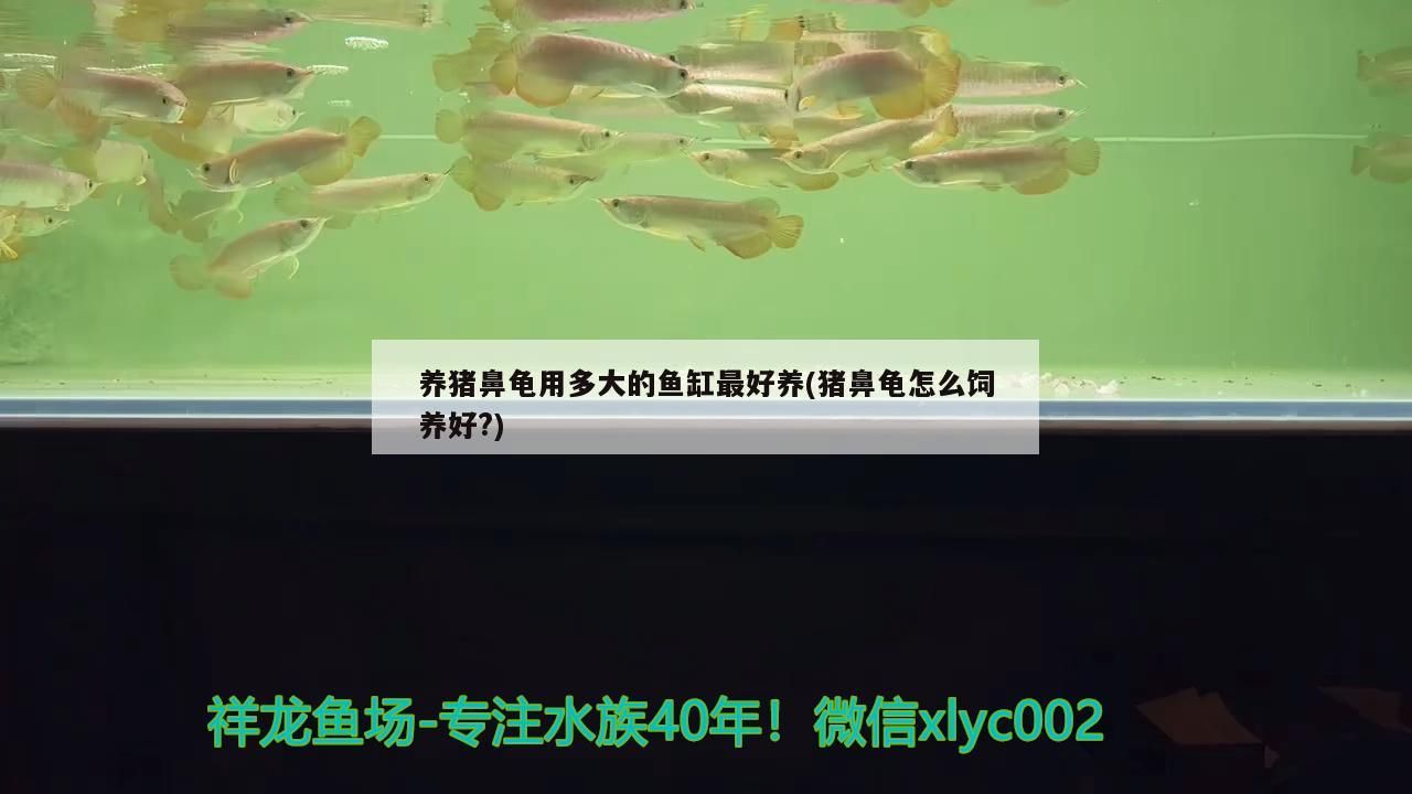 養豬鼻龜用多大的魚缸最好養(豬鼻龜怎么飼養好?)