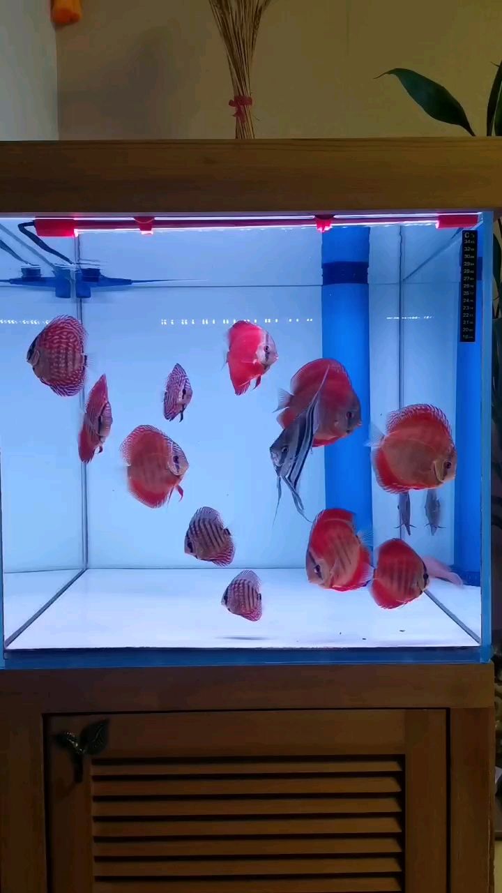 想換魚玩，深魚友價打包出一缸七彩神仙