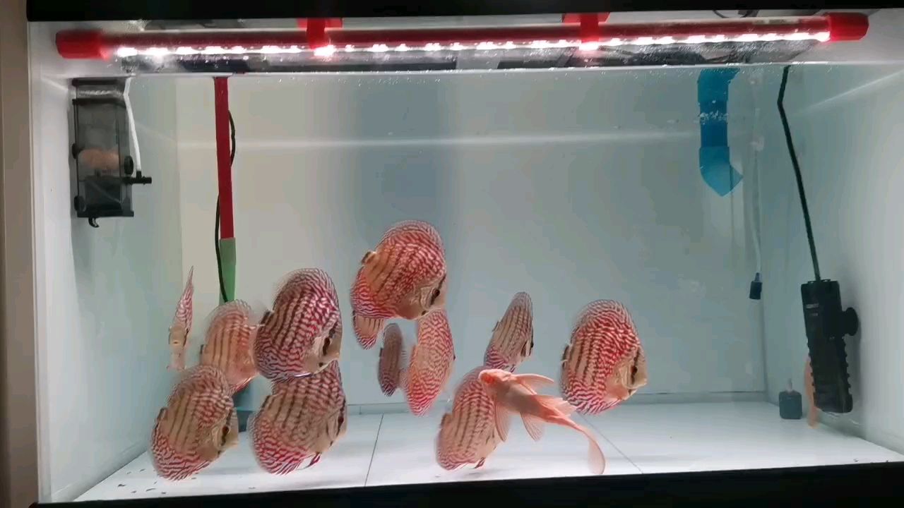 想換魚玩魚友價出一缸德松壓成，潛力股