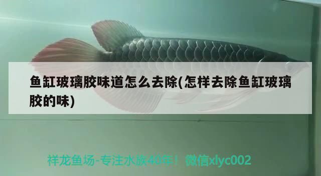 魚缸玻璃膠味道怎么去除(怎樣去除魚缸玻璃膠的味)