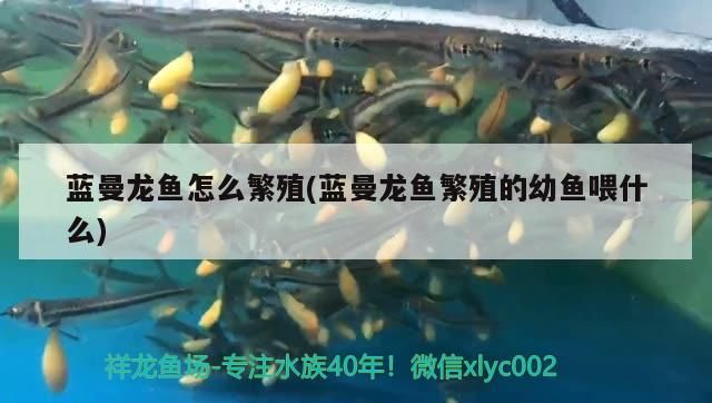 藍曼龍魚怎么繁殖(藍曼龍魚繁殖的幼魚喂什么) 藍曼龍魚怎么繁殖(藍曼龍魚繁殖的幼魚喂什么) 可麗愛魚缸