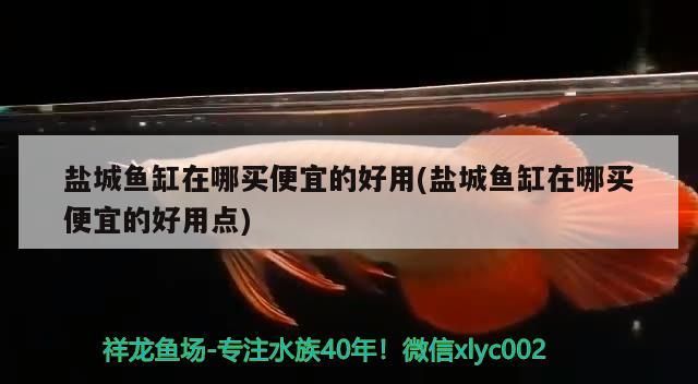 鹽城魚缸在哪買便宜的好用(鹽城魚缸在哪買便宜的好用點)