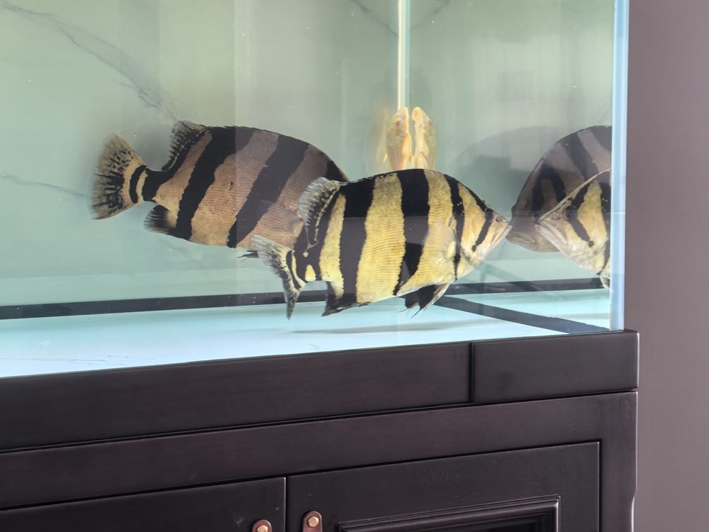 出入虎魚圈，怎么看品相
