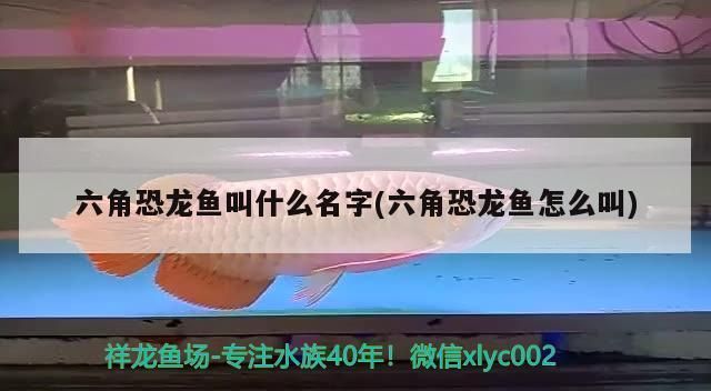 十大最兇猛鎮宅魚，守護家宅的霸氣水族衛士，十大兇猛鎮宅魚，護家辟邪的霸氣水族衛士