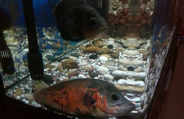 「十大最稀有龍魚，揭秘水族界的夢幻珍品」水族珍寶，全球十大最稀有龍魚全揭秘