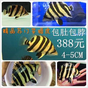 5厘米虎魚喂什么好養活：5厘米的虎魚在喂養方面需要注意什么？