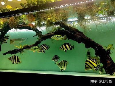 5厘米虎魚喂什么好養活：5厘米的虎魚在喂養方面需要注意什么？