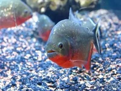 5厘米虎魚喂什么好養活：5厘米的虎魚在喂養方面需要注意什么？